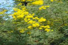 Acacia baileyana